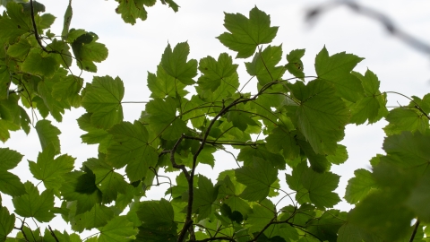 Sycamore leaves from below