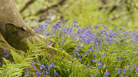 Bluebell wood