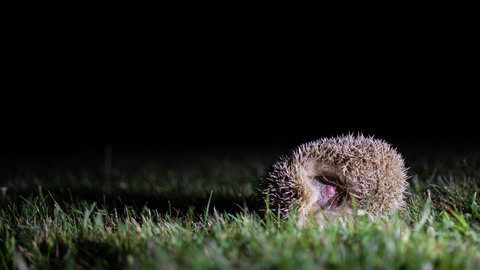 blonde hedgehog Alderney