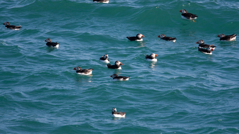 Puffins - AWT Staff