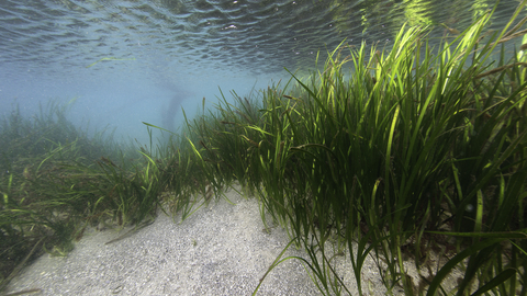 Eelgrass Bed (BEEP)