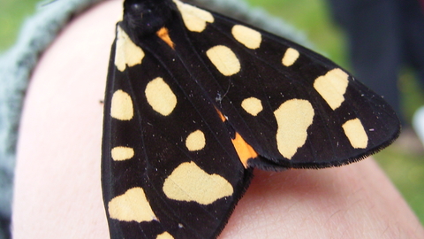 cream spot tiger