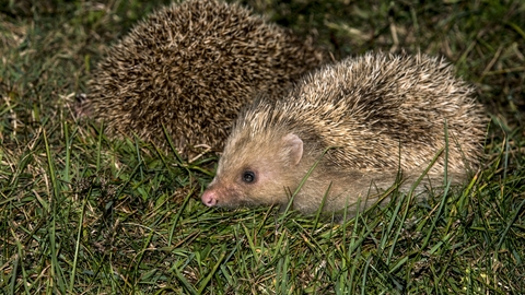 Hedgehog