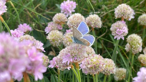 Common blue on thrift