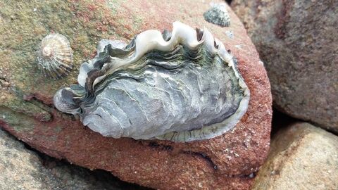 Pacific oyster (Magallana gigas)