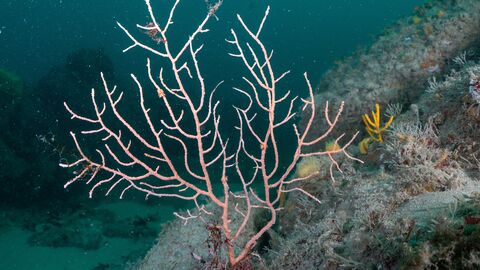 Pink Sea Fan by Iain Dixon