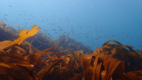 Kelp in the foregound with juvenile fish swimming in the background