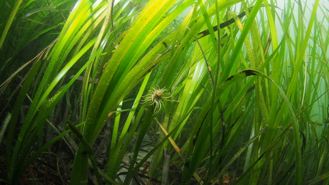 Snakelock anemone in seagrass