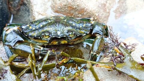 Green shore crab