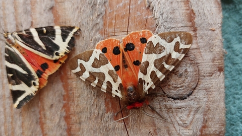 Jersey tiger moth and garden tiger moth