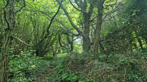 Woodland