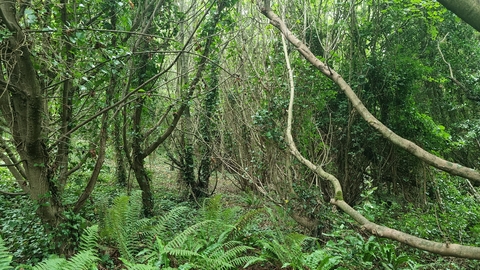 Woodland 