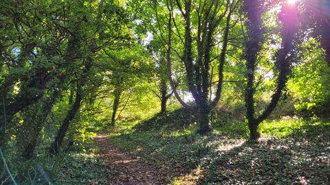 Alderney Community Woodland - © Rowie Burcham 