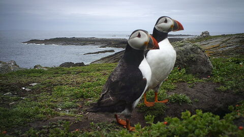 Puffins on Burhou - AWT Staff ©