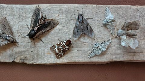 moths from the moth trap