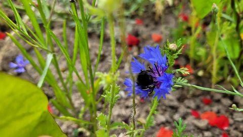 Pollinator patch