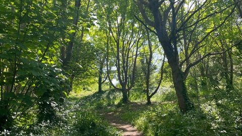 Community woodland