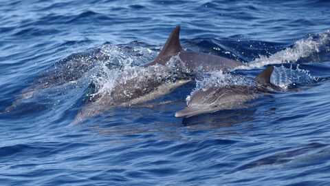 Dolphins just breaching the surface of the sea