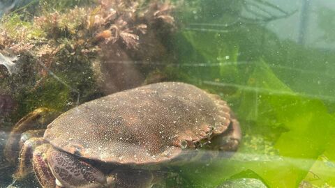 marine tank_chancre crab