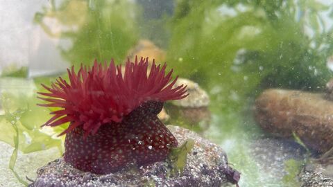 Anemone in a marine tank session