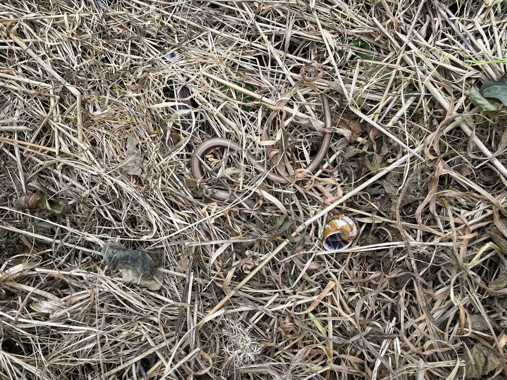 Key species: Slow worm | Alderney Wildlife Trust