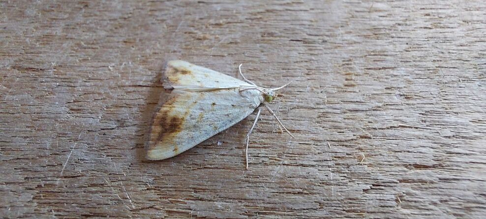 Best moths of 2025 | Alderney Wildlife Trust
