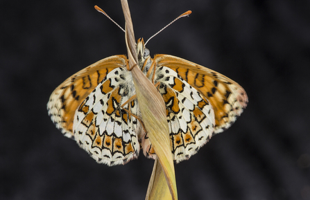 Glanville Fritillary