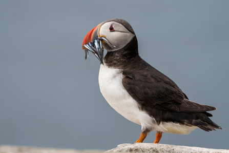 puffin with sandeels