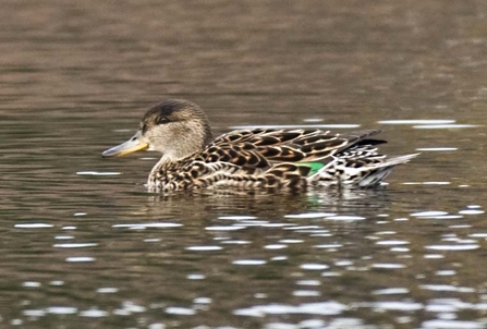 Female Teal, Longis