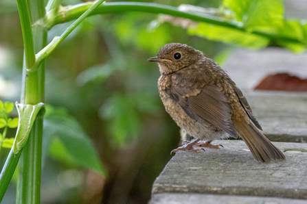 Fledgling robin