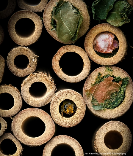 bee hotel