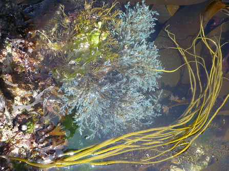 cytoceria seaweed