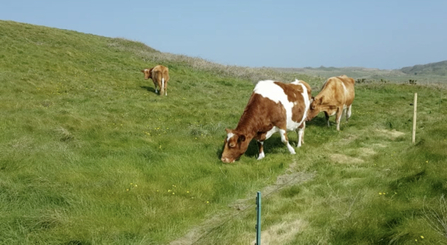 Cows at Longis