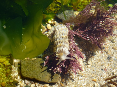 Nudibranch