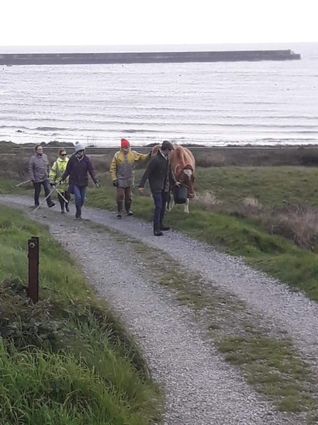 Cows moving to woodland