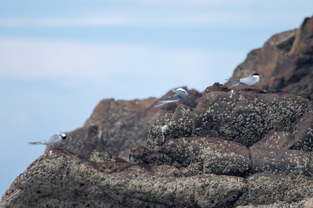 Common Terns