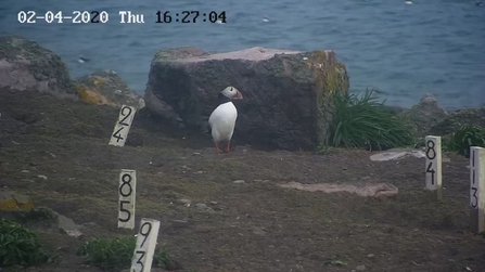 First puffin of 2020 