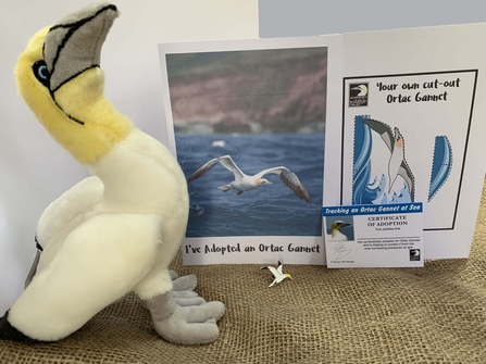 adopt a gannet