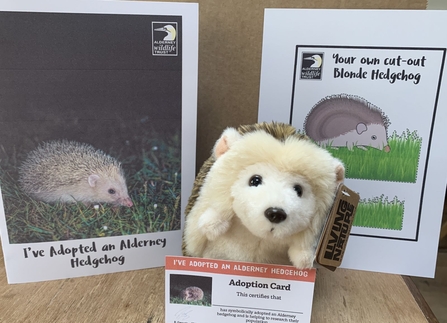 Adopt a hedgehog
