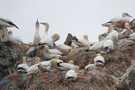 Les Etacs Gannets