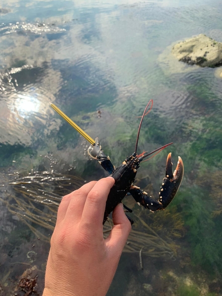 Lobster survey