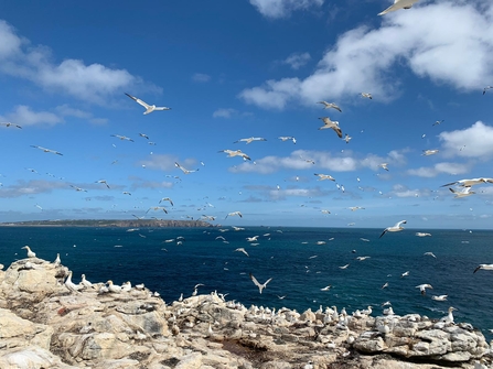 gannet colony