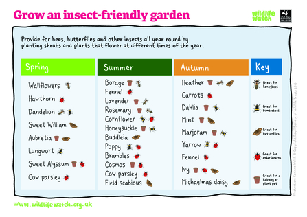 Insect friendly plants