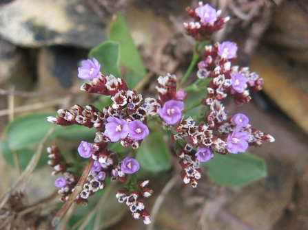 Alderney sea lavender