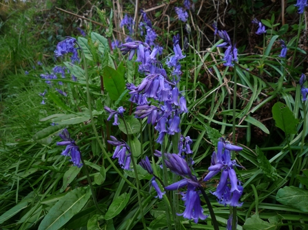 bluebells