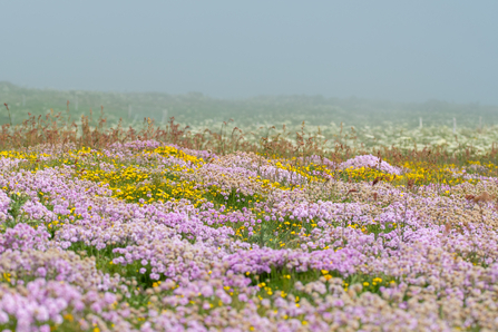 Thrift and south cliffs