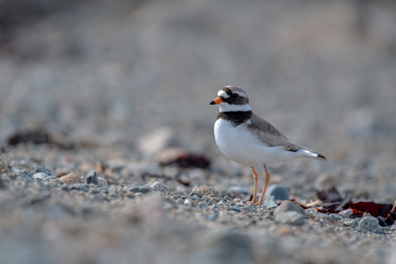 Ringed plover