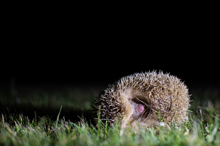 Blonde hedgehog