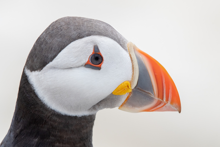 atlantic puffin