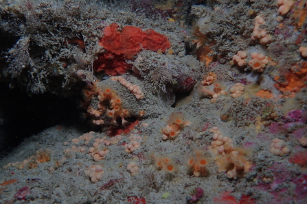 tall animal turf including yellow encrusting parazonthus sp. anemones